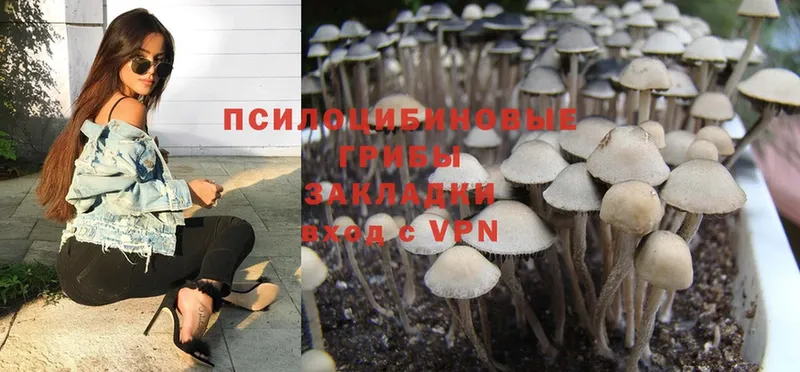 Псилоцибиновые грибы Psilocybine cubensis  Переславль-Залесский 